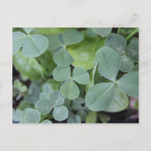 Cartão Postal St Pattys Day Clover Mix