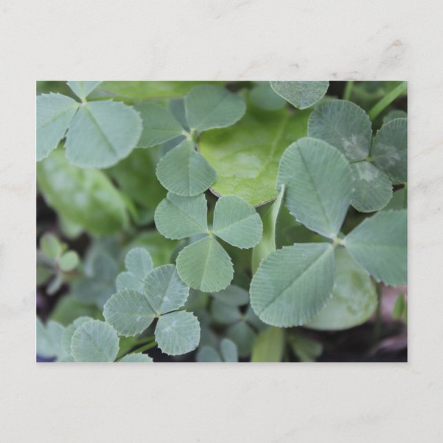 Cartão Postal St Pattys Day Clover Mix (Frente)