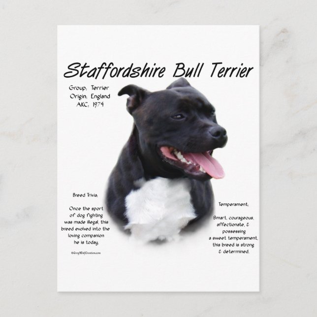 Cartão Postal Staffordshire Bull Terrier History Design (Frente)