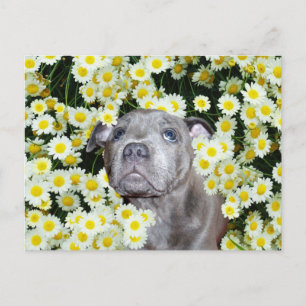 Cartão Postal Staffordshire Bull Terrier Puppy No Daisies,