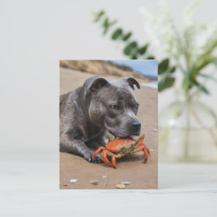Cartão Postal Staffy É Amigo De Um Caranguejo De Praia,