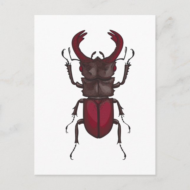 Cartão Postal Stag beetle (Frente)