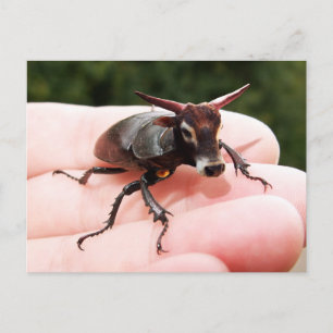 Cartão postal Stag Bull