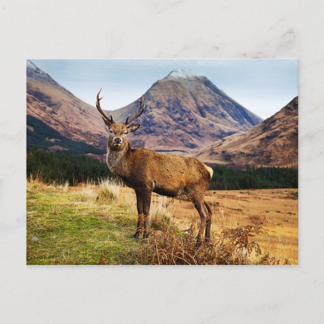 Cartão Postal Stag Postcard (Frente)