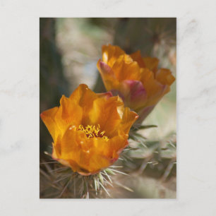 Cartão postal Staghorn Cholla Cactus Blossoms