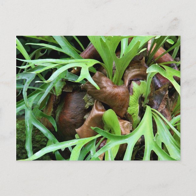 Cartão postal Staghorn Fern (Frente)