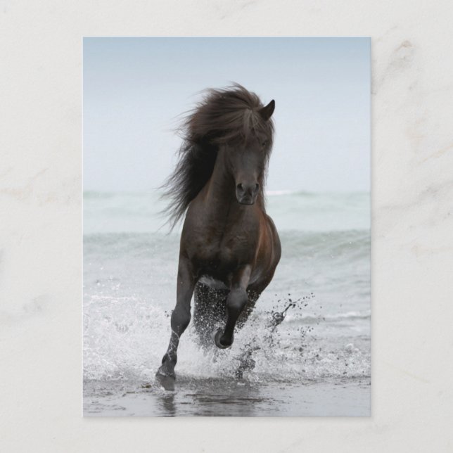 Cartão Postal Stallion Running On Beach | Atlântico Norte (Frente)