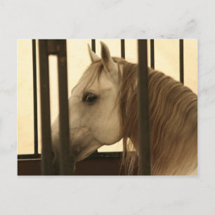 Cartão Postal Stallion Watching
