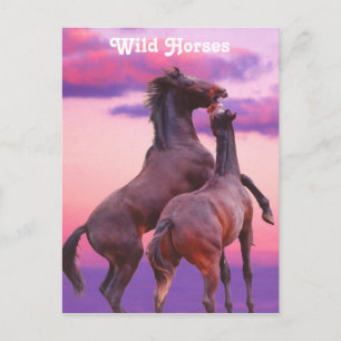 Cartão Postal Stallions tocando cartão-postal