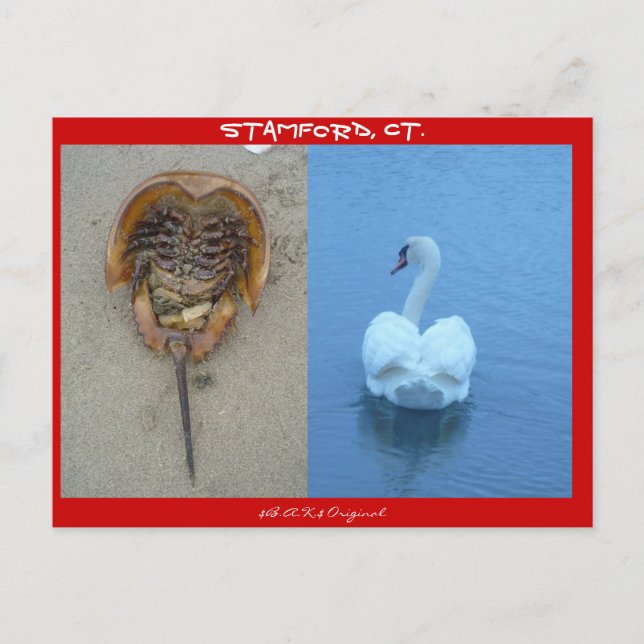 Cartão Postal Stamford, CT (Frente)