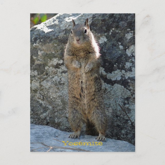 Cartão Postal Standing Squirrel (Frente)