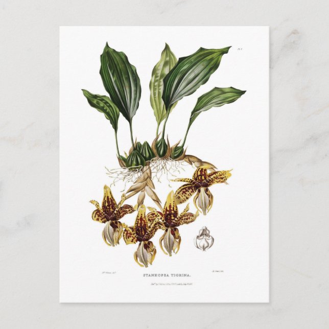 Cartão Postal Stanhopea tigrina (Frente)