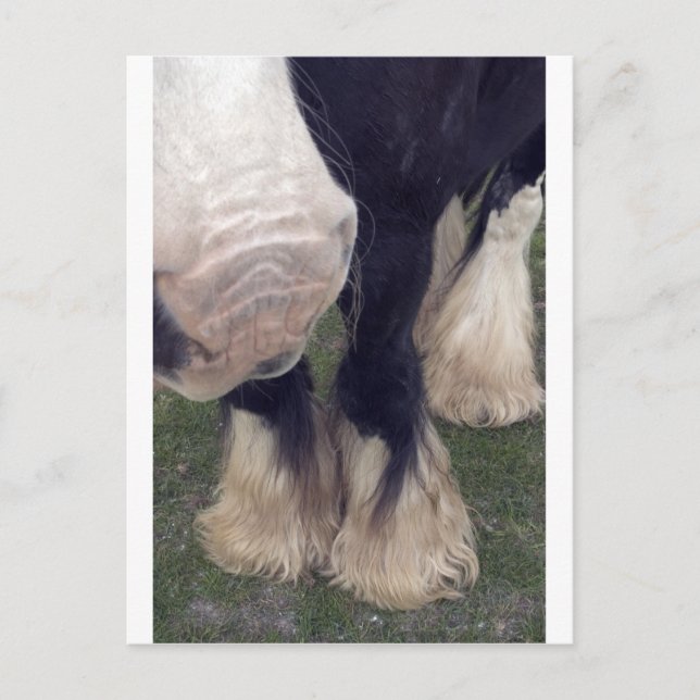 Cartão Postal Stanley (Frente)