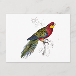 Cartão Postal Stanley Parrakeet por Edward Lear