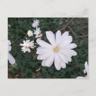 Cartão postal Star Magnolia