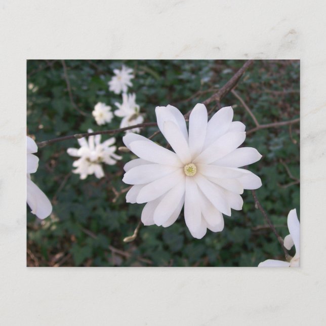 Cartão postal Star Magnolia (Frente)