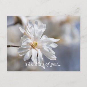 Cartão Postal Star Magnolia Bloom Pensando Em Você Cartão-Postal