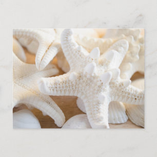 Cartão Postal Starfish branco