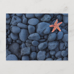 Cartão Postal Starfish Em Rochas Pretas Ao Longo Da Costa Islâ