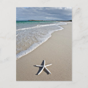 Cartão Postal Starfish Em Uma Praia Remota