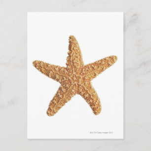 Cartão Postal Starfish isolado em branco