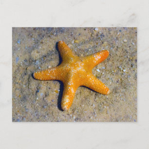 Cartão Postal Starfish na Areia