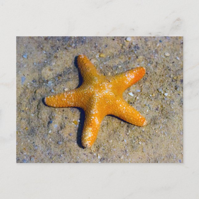Cartão Postal Starfish na Areia (Frente)