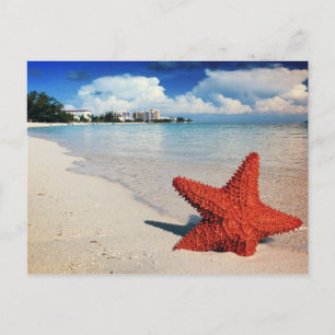 Cartão Postal Starfish, Nassau, Bahamas