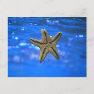 Cartão Postal Starfish no mar