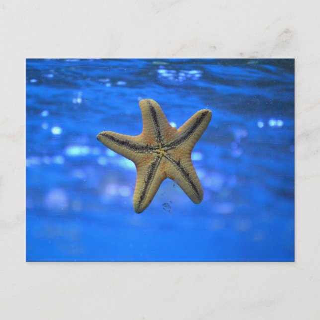Cartão Postal Starfish no mar (Frente)