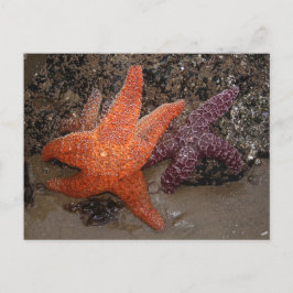 Cartão Postal Starfish/Sea Stars, Cannon Beach OR, Foto 1
