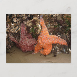 Cartão Postal Starfish/Sea Stars, Cannon Beach OR, Foto 3