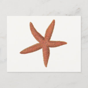 Cartão Postal Starfish - Sherman Denton Fish Lithograph