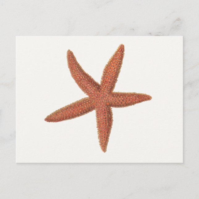 Cartão Postal Starfish - Sherman Denton Fish Lithograph (Frente)