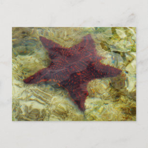 Cartão Postal Starfish submarino das Bahamas