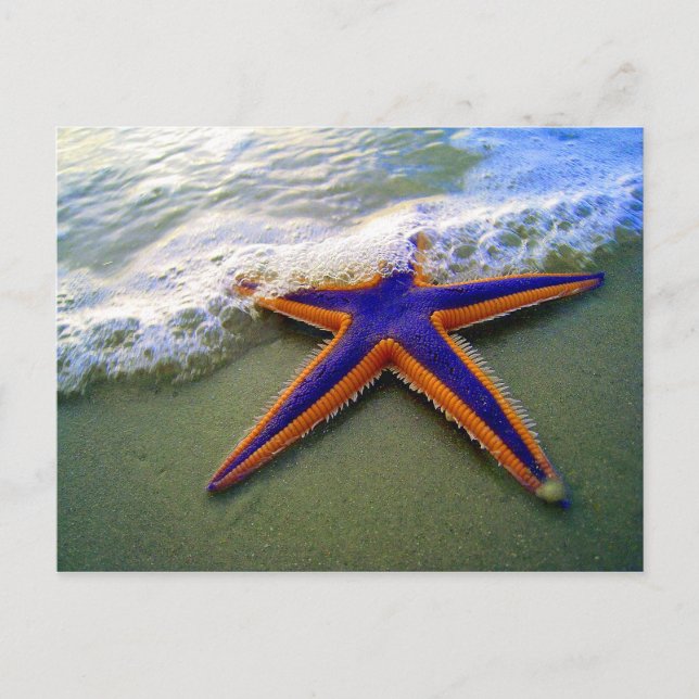 Cartão Postal Starfish Tropical Sandy Beach Sea Wave (Frente)
