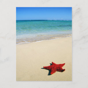 Cartão Postal Starfish Vermelho Na Praia Branca Da Areia