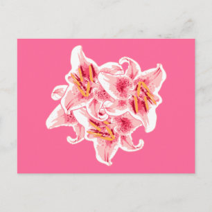 Cartão Postal Stargazer Lily