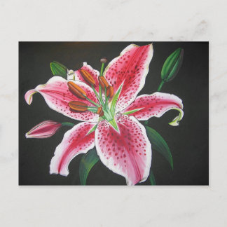 Cartão Postal Stargazer Lily