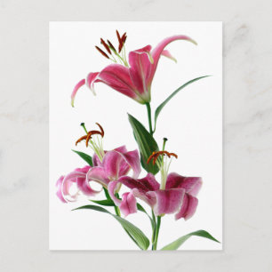 Cartão Postal Stargazer Lily