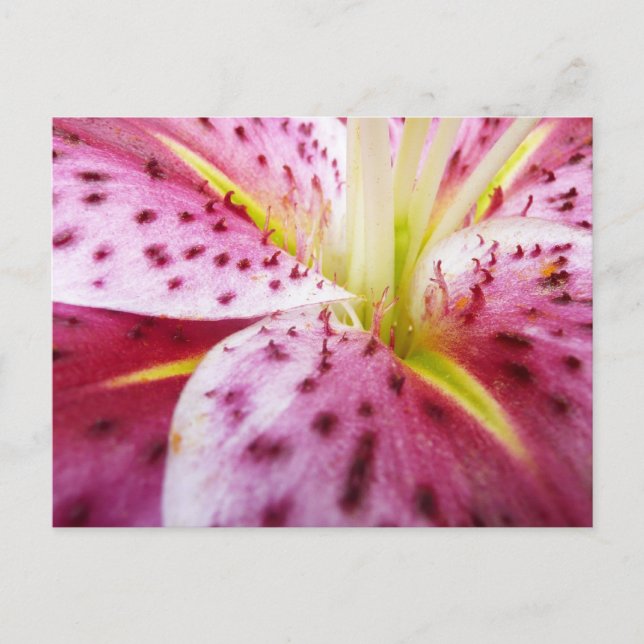 Cartão Postal Stargazer Lily Bright Magenta Floral (Frente)