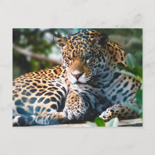 Cartão Postal Staring Leopardo