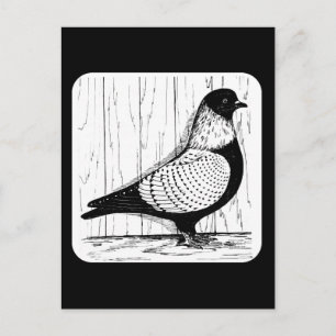 Cartão Postal Starling Pigeon Silver-laced 1979