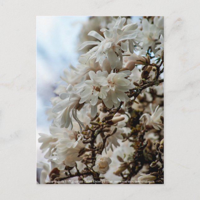 Cartão Postal Starry Magnolia 5871 (Frente)