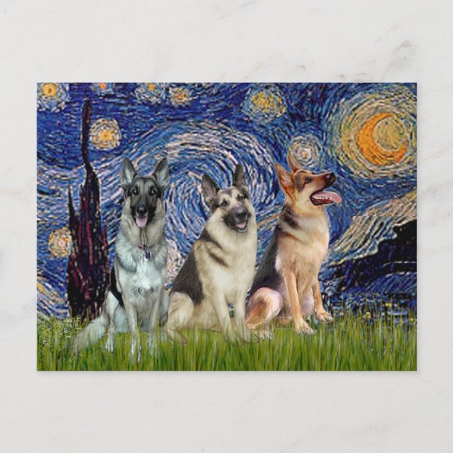Cartão Postal Starry Night - 3 German shepherd (Frente)