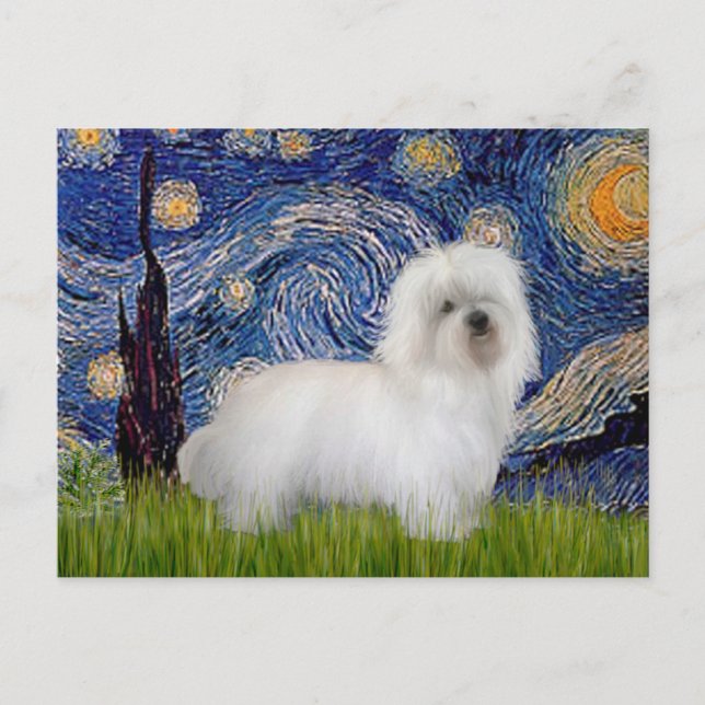 Cartão Postal Starry Night - Coton de Tulear 5 (Frente)
