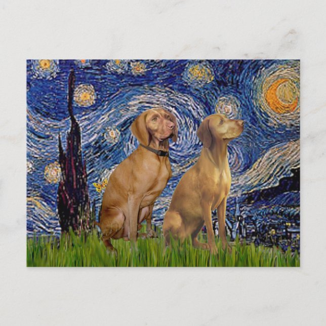 Cartão Postal Starry Night - Dois Vizslas (Frente)