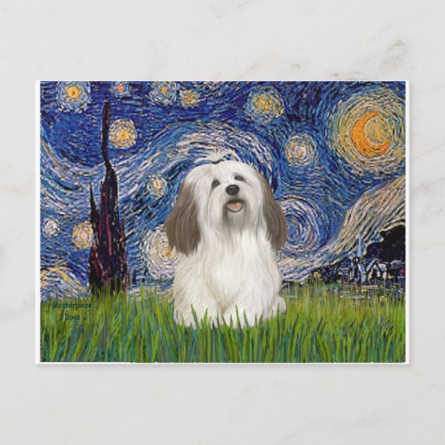 Cartão Postal Starry Night - Havanese ( nº 1) (Frente)