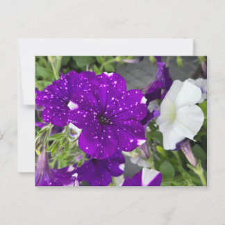 Cartão Postal Starry Night Petunia