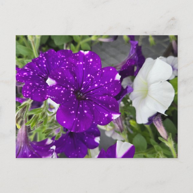 Cartão Postal Starry Night Petunia (Frente)